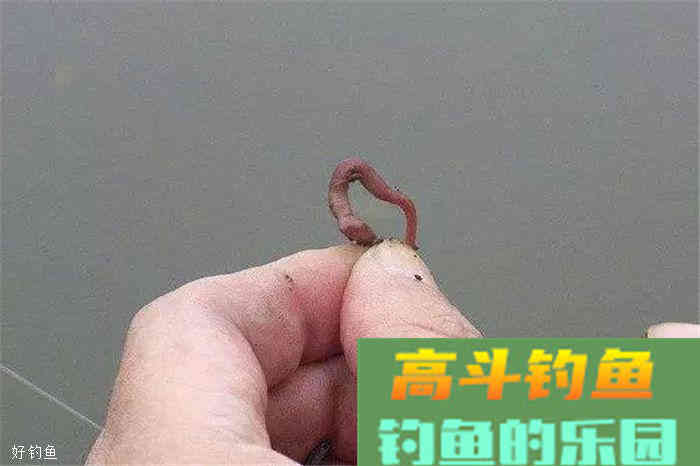 蚯蚓饵料技巧全攻略，看懂这篇不怕钓不到鱼