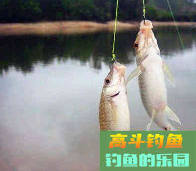 拉饵的3大技巧，饵料状态很重要
