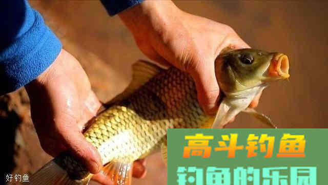 秋季野钓要打窝，重窝和轻窝很重要