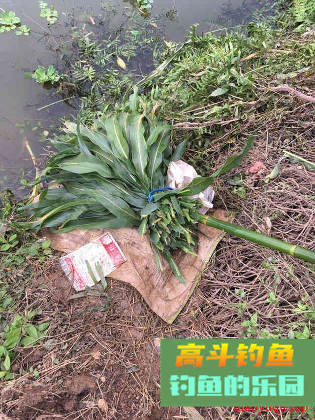 专攻草鱼，原生态饵料制作方法