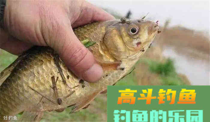 秋季这样打窝，很少空军哦
