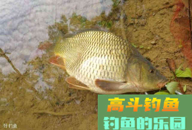 水库钓鲤鱼的用饵思路和技巧