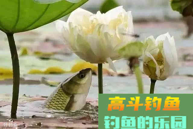 秋钓鲫鱼鲤鱼草鱼，三大家鱼的用饵技巧