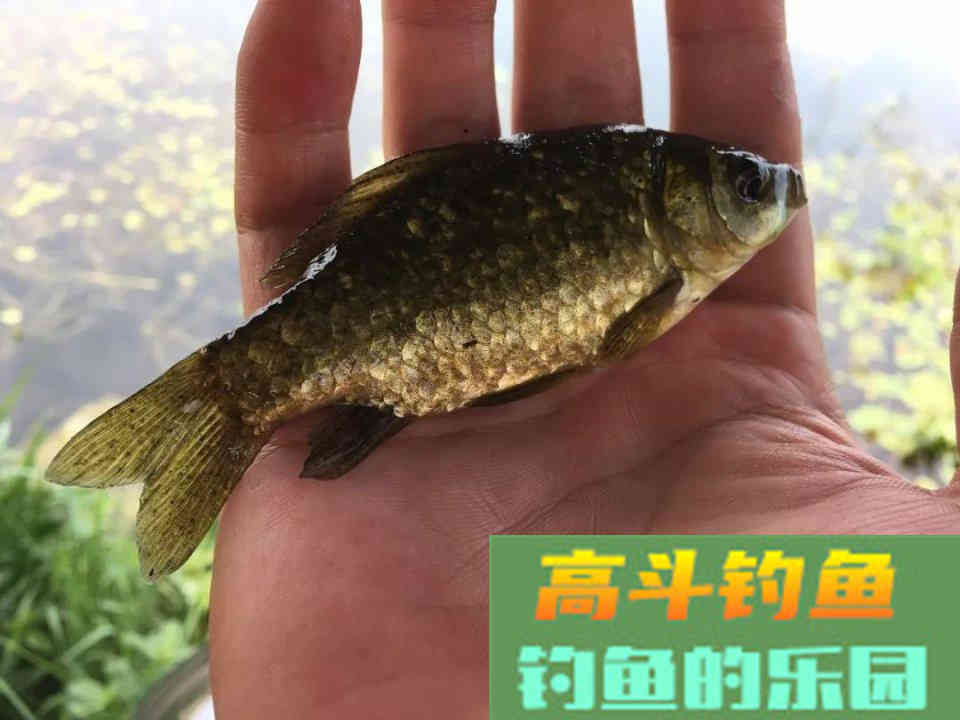 商品鱼饵的搭配以及相互替代，野钓不再拘泥于配方