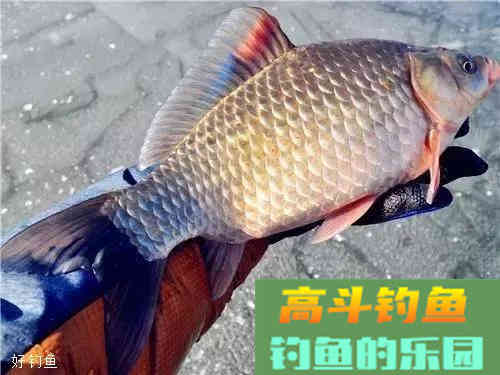 钓鱼想爆护，用饵很关键（上）