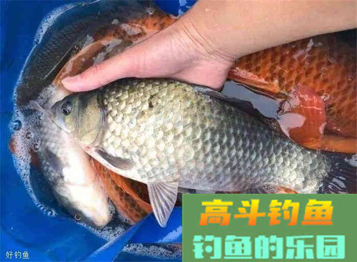 秋季这样打窝，很少空军哦