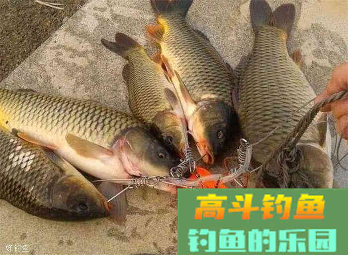 秋季这样打窝，很少空军哦