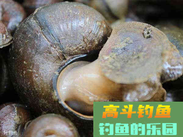 野钓大青鱼，这样打窝更有效