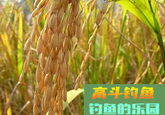 钓鱼时用熟饵效果好，还是生饵效果好