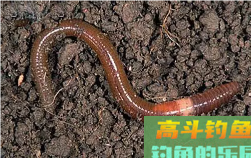90%钓友表示不知道蚯蚓能这样用