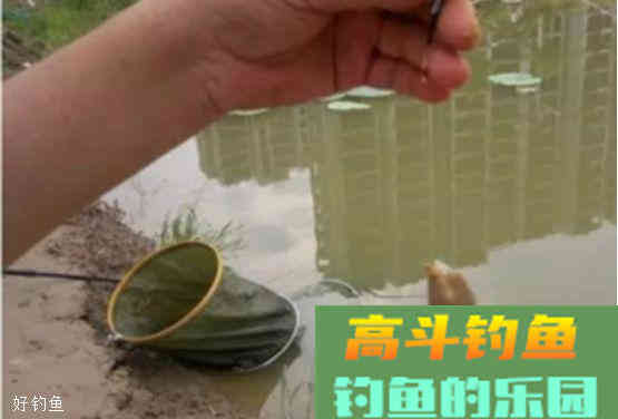 粘麻团的饵芯，软黏好还是硬黏好