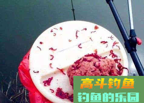冬季钓鱼怎么保存红虫饵？