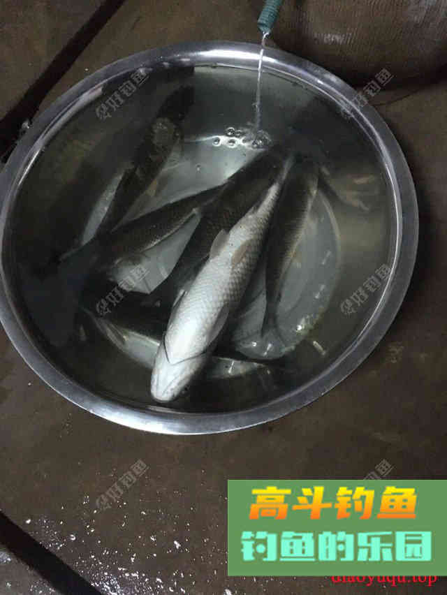 专攻草鱼，原生态饵料制作方法