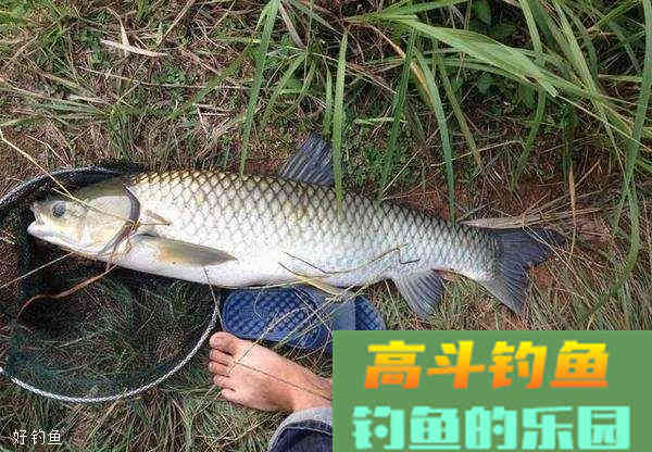 轻麸与雪花粉有什么不同？在饵料当中如何运用？