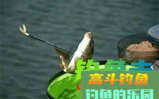 如何防止小鱼闹窝？试试这三种用饵技巧