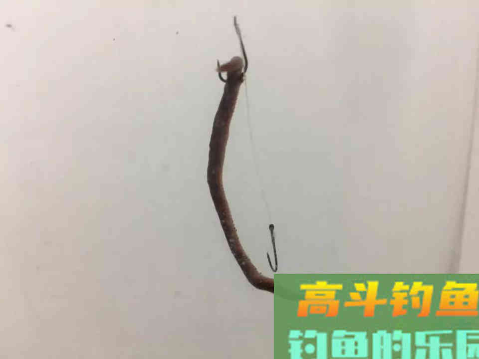 用蚯蚓做饵钓鱼可以用的几个技巧
