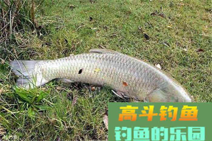 饵料搭配的方法技巧，秋季同样适用