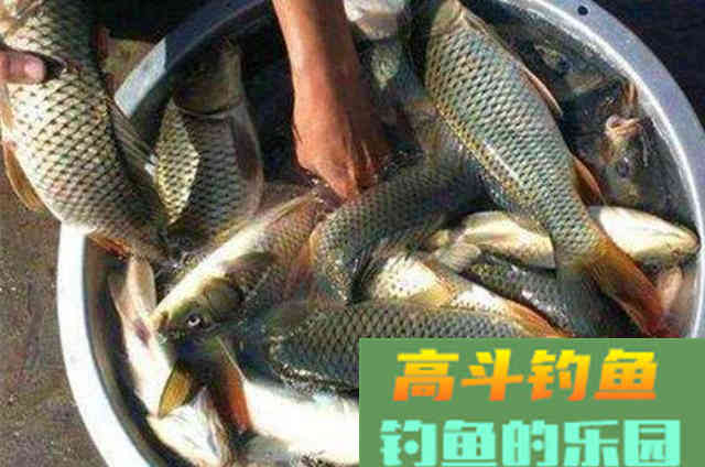 钓大鲤鱼如何打窝的3个经验方法