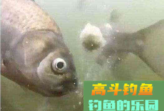 如何根据鱼情鱼口试试改变饵料雾化状态