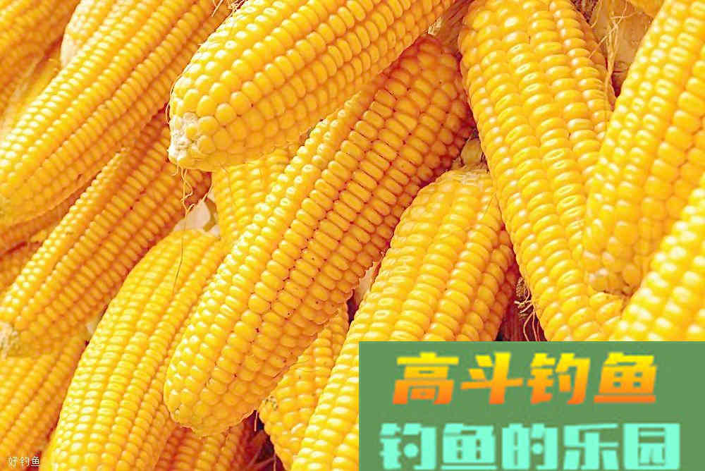 酒米窝料制作中应如何选择米和酒？