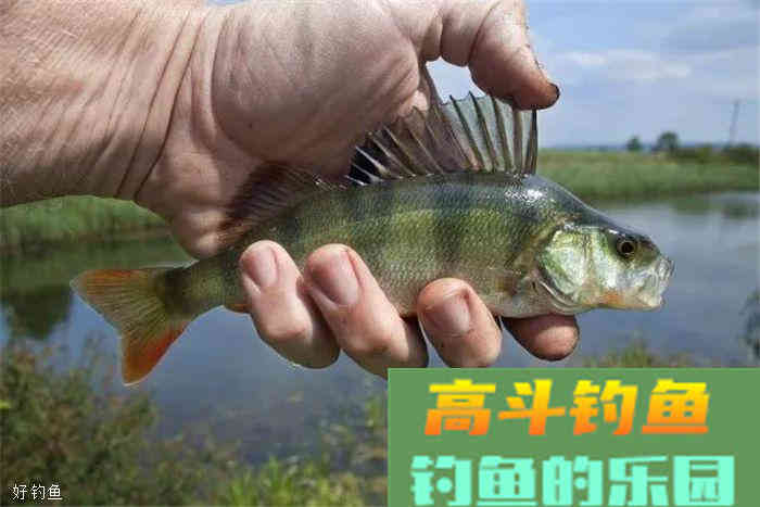 基础饵、主攻饵、状态饵，饵料组成部分解析