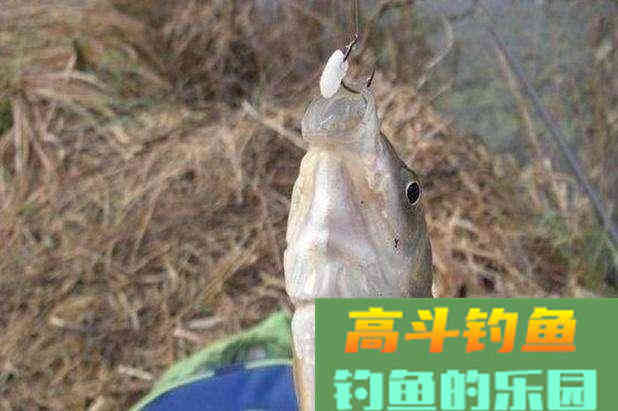 用米饭钓鲫鱼应该注意这些方面技巧