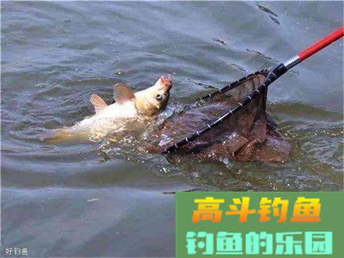 蔬菜，瓜果都可以用来做鱼饵，你造吗？