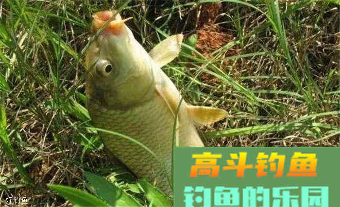 4大技巧教你如何在秋季选饵料