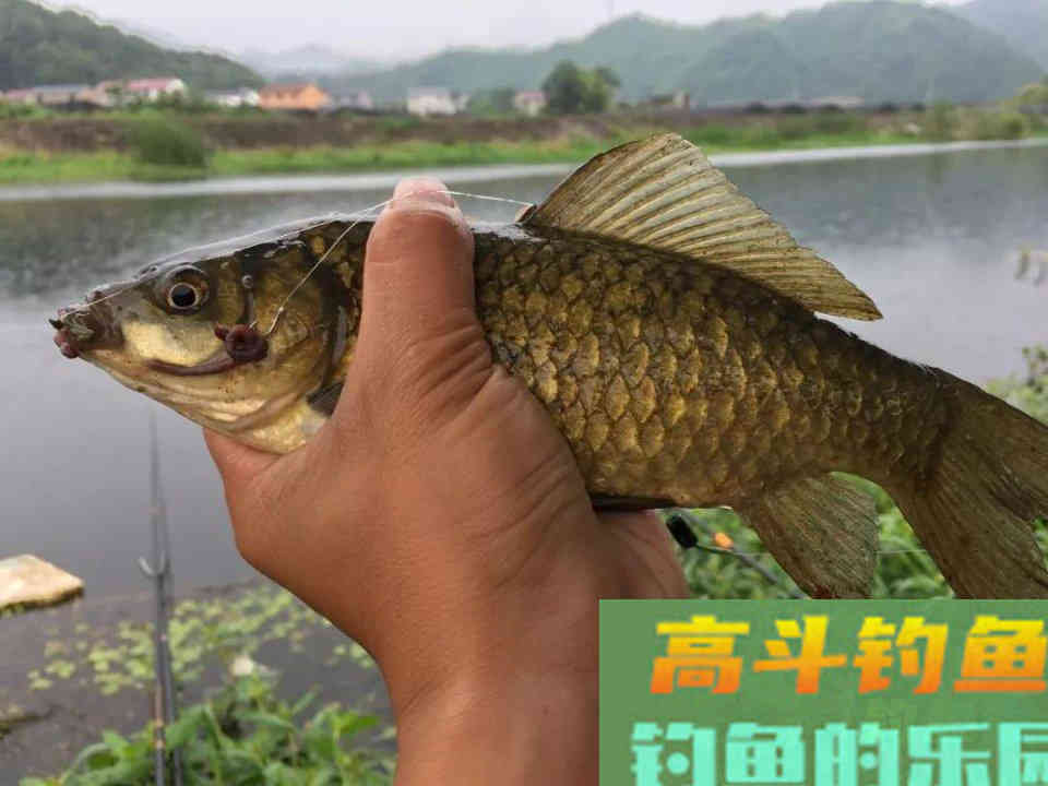 用蚯蚓做饵钓鱼可以用的几个技巧