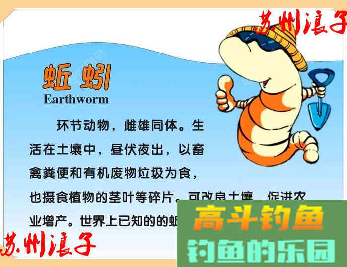 万能饵蚯蚓之我谈