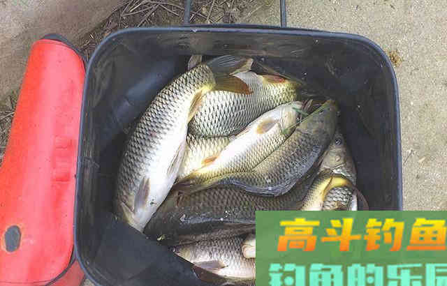 散弹饵有哪几种状态？散弹饵钓鱼技巧解析