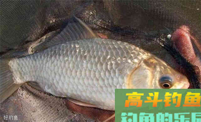 两款秋季鲫鱼饵料配方，一不小心就爆护了