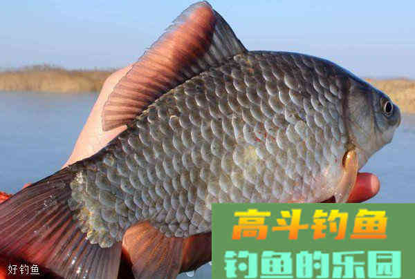 夏季用啤酒开饵，会有意想不到的效果