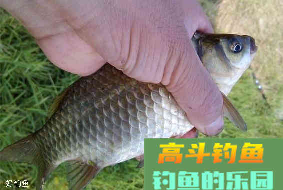 酒米的正确用法，不仅能够打窝还可以做饵