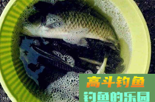 野钓鲫鱼，打窝首选这款窝料