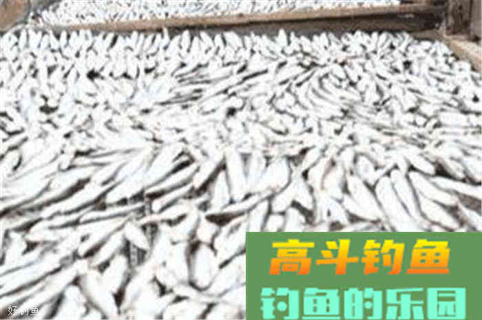 常见鱼类饵料大全，赶紧收藏备用