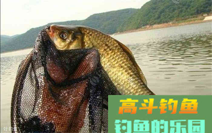 无鱼咬钩是什么原因？记住以下三点鱼获马上变多