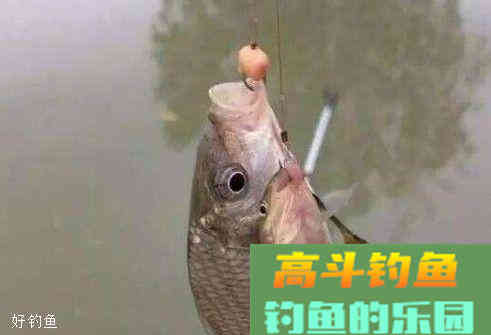 钓鱼用饵技巧，饵料进水多长时间换饵最合适？