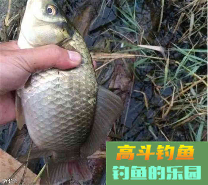 秋季蚯蚓饵实用小技巧4条，让你不再参军