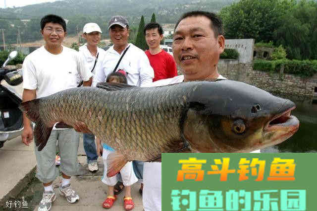 饵料技巧顺口溜，简单又易懂