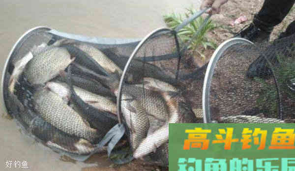 自制鸡肠饵料，老滑鱼克星