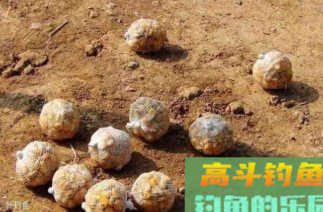钓鱼打窝技巧，鱼不同技巧不同