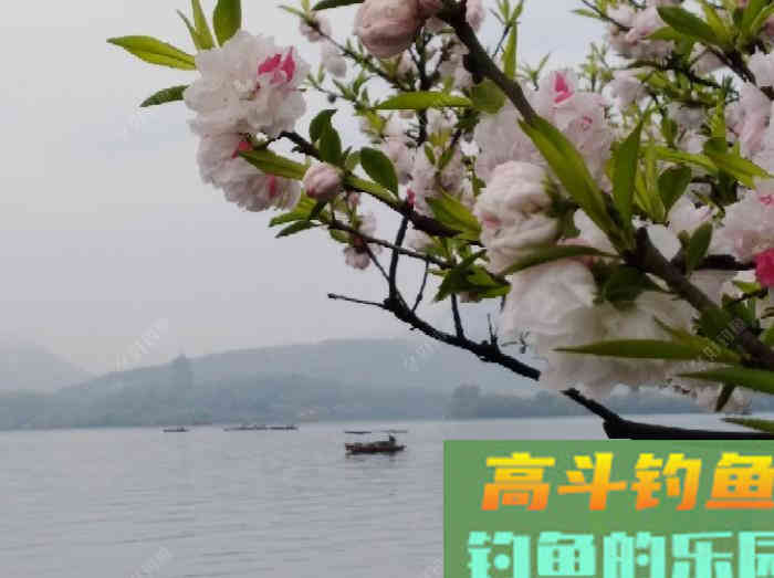 关于散炮的性能和作用