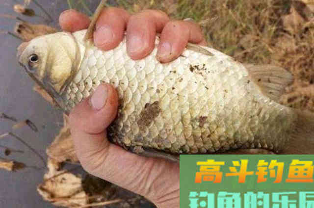 米饭饵用法的技巧，一试便灵