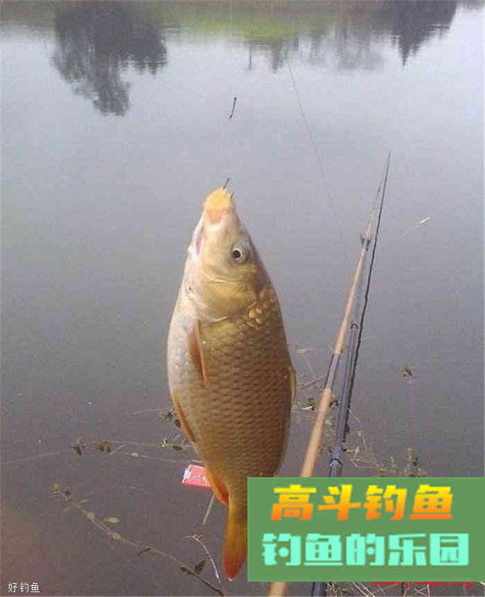 4大技巧教你如何在秋季选饵料