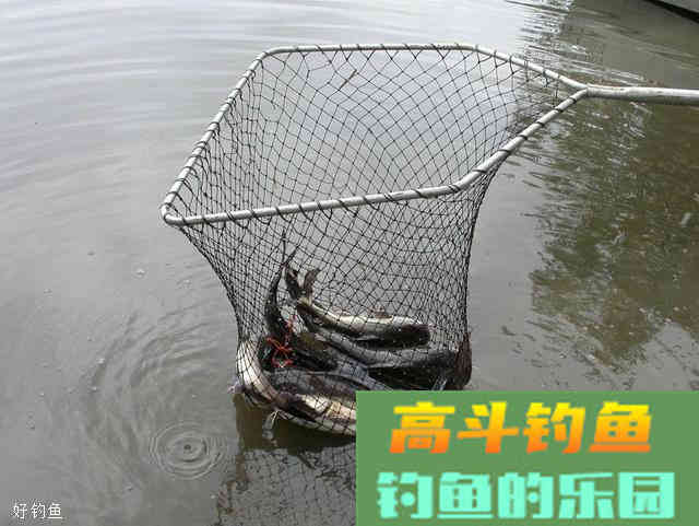 四个诱鱼打窝技巧，天天野生鱼汤喝不完