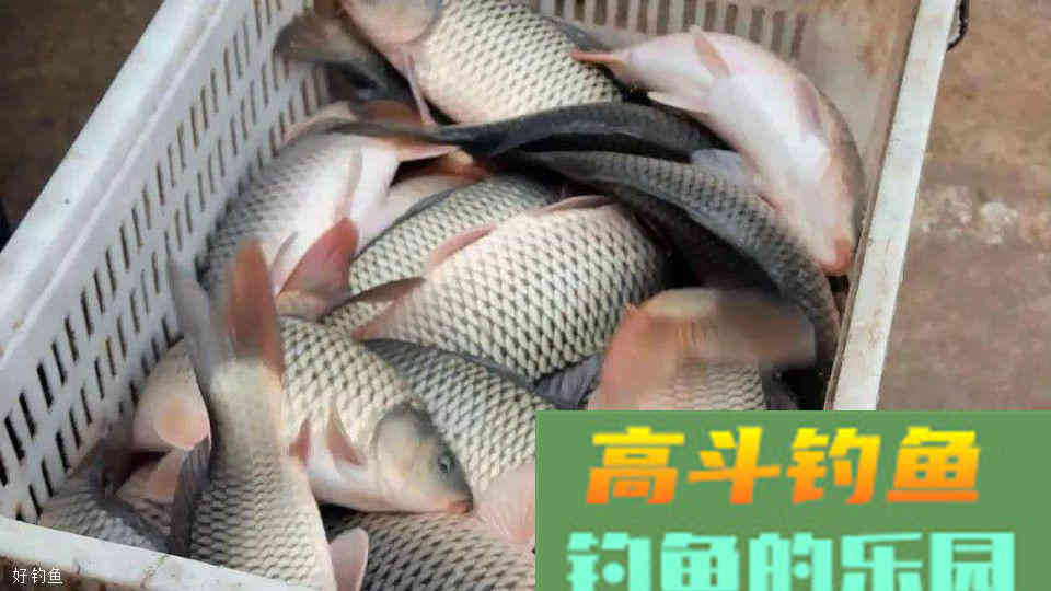 钓饵之中加上这三物，诱钓效果翻倍提升