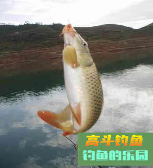 钓鱼上饵的三个好方法