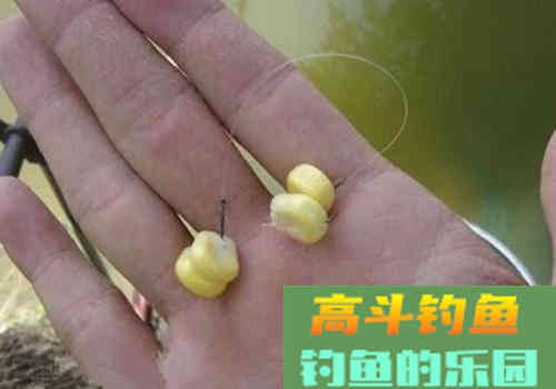 玉米饵使用的几个误区及玉米饵的正确使用方法