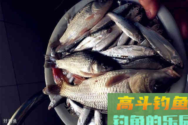 秋季钓鱼打窝就用这款配方，效果不是一般的好